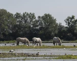 Camargue (cheval)