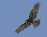 Busard des roseaux (Circus aeruginosus)