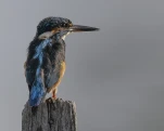 Martin-pêcheur d'Europe (Alcedo atthis)
