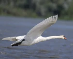 Cygne tuberculé ou Cygne muet (Cygnus olor)