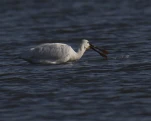 Spatule blanche (Platalea leucorodia)