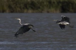 Héron cendré Ardea cinerea - Grey Heron