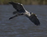 Héron cendré Ardea cinerea - Grey Heron