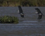 Héron cendré Ardea cinerea - Grey Heron
