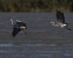 Héron cendré Ardea cinerea - Grey Heron