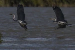 Héron cendré Ardea cinerea - Grey Heron