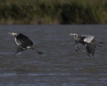 Héron cendré Ardea cinerea - Grey Heron
