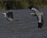 Héron cendré Ardea cinerea - Grey Heron