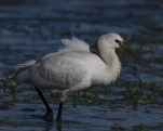 Spatule blanche (Platalea leucorodia)