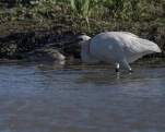 Spatule blanche (Platalea leucorodia)