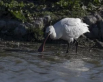 Spatule blanche (Platalea leucorodia)