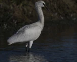 Spatule blanche (Platalea leucorodia)