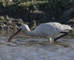 Spatule blanche (Platalea leucorodia)