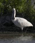 Spatule blanche (Platalea leucorodia)