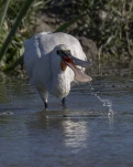 Spatule blanche (Platalea leucorodia)