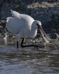 Spatule blanche (Platalea leucorodia)