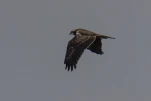 Busard des roseaux (Circus aeruginosus)