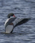 Tadorne de Belon(Tadorna tadorna)