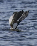 Tadorne de Belon(Tadorna tadorna)