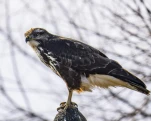 Buse variable (Buteo buteo)