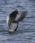 Tadorne de Belon(Tadorna tadorna)
