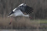 Cigogne (Ciconia)