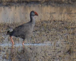 Talève sultane (Porphyrio porphyrio) ou poule sultane