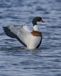 Tadorne de Belon(Tadorna tadorna)