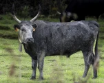 taureau de Camargue
