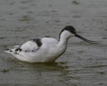 Avocette élégante Recurvirostra avosetta - Pied Avocet