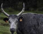 taureau de Camargue