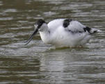 Avocette élégante Recurvirostra avosetta - Pied Avocet