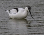 Avocette élégante Recurvirostra avosetta - Pied Avocet
