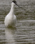 Avocette élégante Recurvirostra avosetta - Pied Avocet