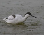 Avocette élégante Recurvirostra avosetta - Pied Avocet