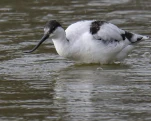 Avocette élégante Recurvirostra avosetta - Pied Avocet