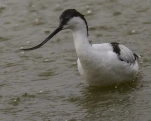 Avocette élégante Recurvirostra avosetta - Pied Avocet