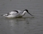 Avocette élégante Recurvirostra avosetta - Pied Avocet