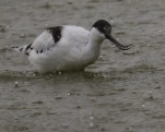 Avocette élégante Recurvirostra avosetta - Pied Avocet