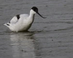 Avocette élégante Recurvirostra avosetta - Pied Avocet