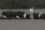 Héron garde-bœufs ou encore pique-bœufs (Bubulcus ibis)