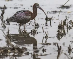 Ibis falcinelle Plegadis falcinellus - Glossy Ibis