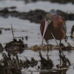 Ibis falcinelle Plegadis falcinellus - Glossy Ibis
