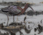 Ibis falcinelle Plegadis falcinellus - Glossy Ibis
