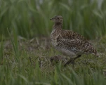 Outarde canepetière (Tetrax tetrax)