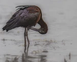 Ibis falcinelle Plegadis falcinellus - Glossy Ibis