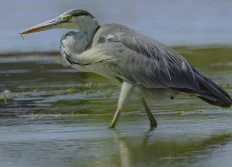 camargue