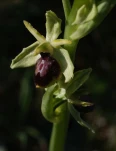 FS-Ophrys sp-DSCF0745resized