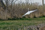 FJC 4580 DxO