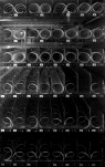 DSCF7377rec